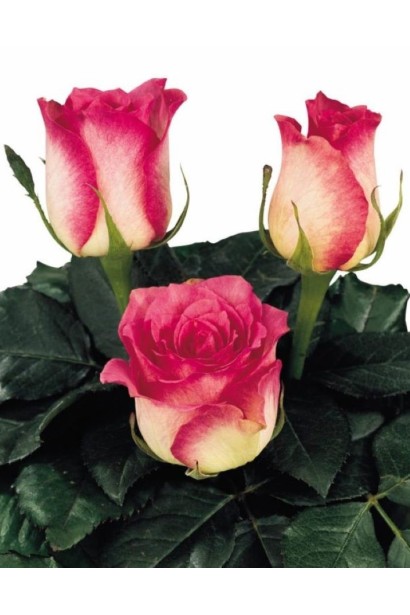 Троянди сорту Малібу